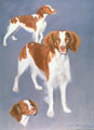 Brittany Spaniel