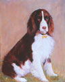 Rudy - Springer Spaniel