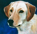 Winston Yellow Lab oil on canvas